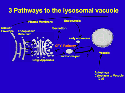 Three pathways to the lysosomal vacuole