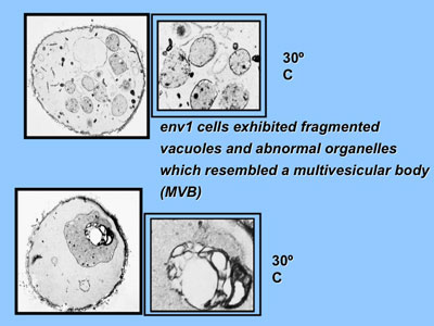 cells exibiting fragmented vacuoles and abnormal organelles which resemble a multivesicular body