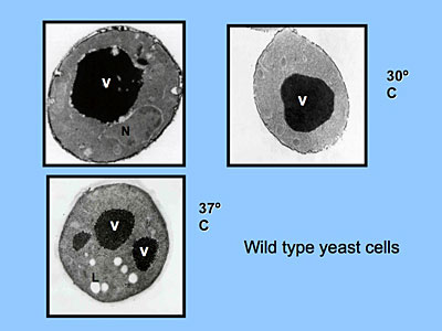 Wild yeast type cells