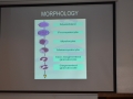 morphology slide